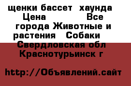 щенки бассет- хаунда › Цена ­ 20 000 - Все города Животные и растения » Собаки   . Свердловская обл.,Краснотурьинск г.